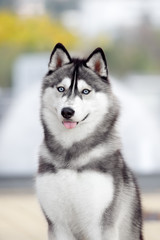 Portrait of Siberian Husky