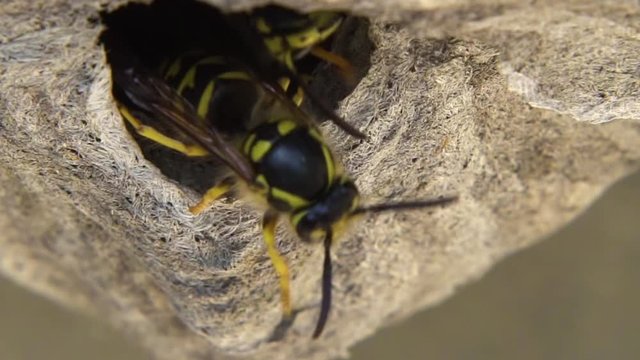 Closeup Shot of Wasps coming out of their hive