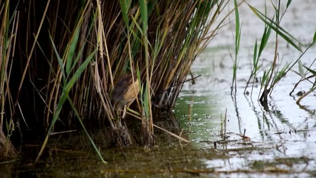 Little bittern hunting in pond. It catches a frog. Eurasian coot tries to take the prey away. The bittern hides itself in bush cane