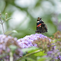 Lovely image of Red Admiral butterfly Vanessa Atalanta on vibran