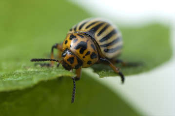 Kartoffelkaefer; Leptinotarsa; decemlineata