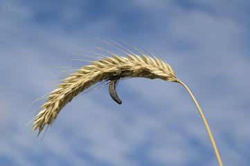 Mutterkornpilz; Claviceps, purpurea