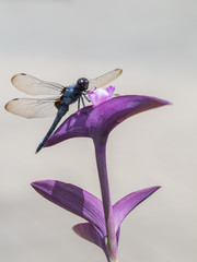 紫御殿と塩辛蜻蛉