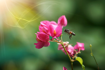 Pink Confederate vine flower