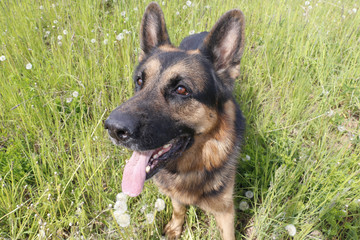 Dog german shepherd on the field in summer day
