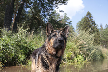 Wet dog german shepherd in a water in a summer day