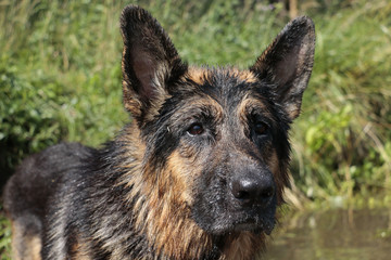 Wet dog german shepherd in a water in a summer day