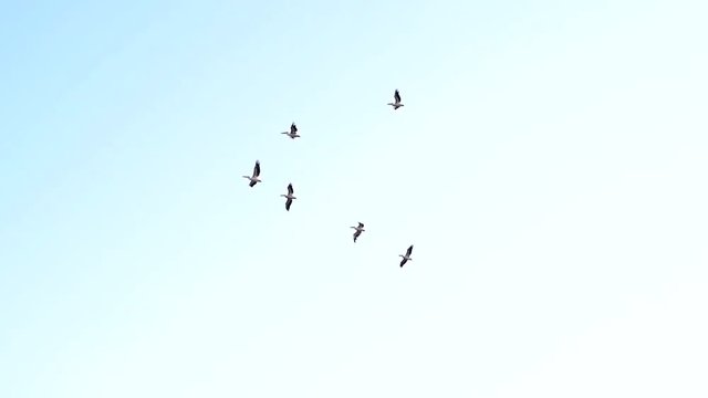 Great white pelicans fly on background of blue sky and then form V-formation in flight
