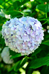 Obraz premium 紫陽花