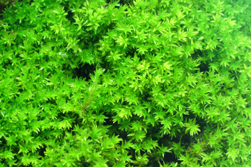 Fototapeta premium Macro of white frok moss.