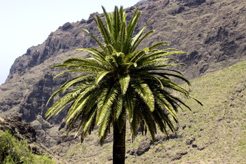Fototapeta na wymiar Canary Islans, Tenerife, view on Masca village