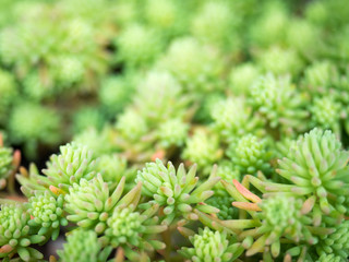 succulent