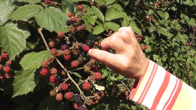 Brombeeren