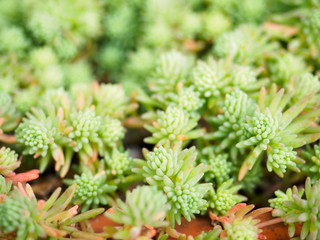 succulent