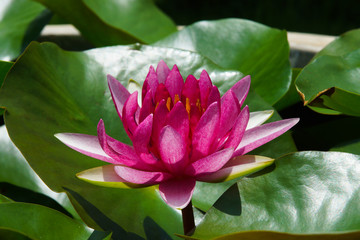 Beautiful waterlily Hybrid flower.