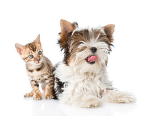 Biewer-Yorkshire terrier puppy and bengal kitten lying in front. isolated on white