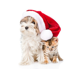 Cute Bengal cat and Biewer-Yorkshire terrier puppy with red santa hat. isolated on white
