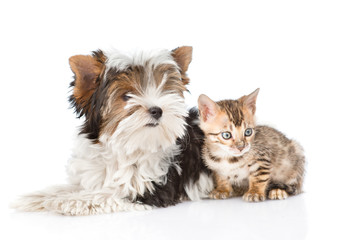 Small bengal cat and Biewer-Yorkshire terrier puppy lying together. isolated on white