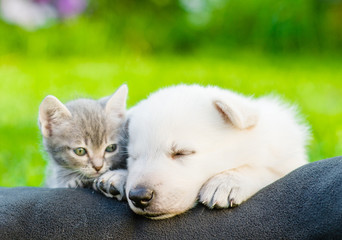 White Swiss Shepherd`s puppy and small kitten sleeping together