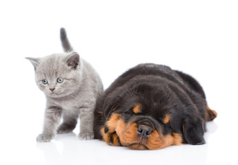Scottish kitten and sleeping rottweiler puppy lying together. isolated on white