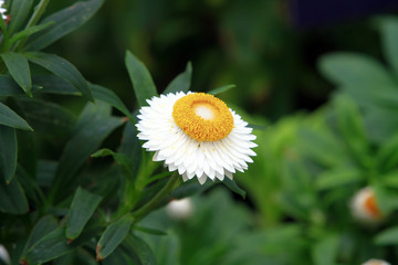 Daisy flower