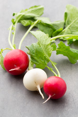 Radish fresh on the gray background.
