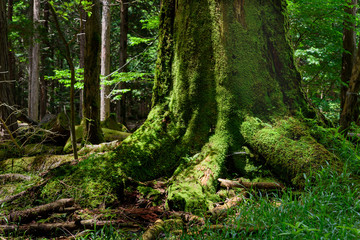 苔むした大木