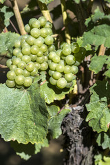 vigne sur pied trait&eacute;e