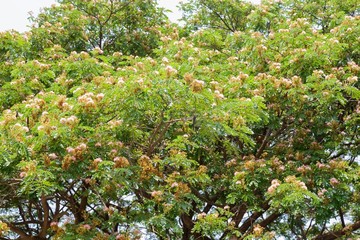 Fototapeta na wymiar Samanea saman flower,Rain tree, East indian walnut 