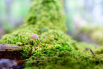 キノコとコケ