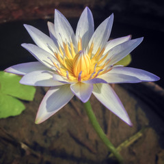 Water Lily Lotus