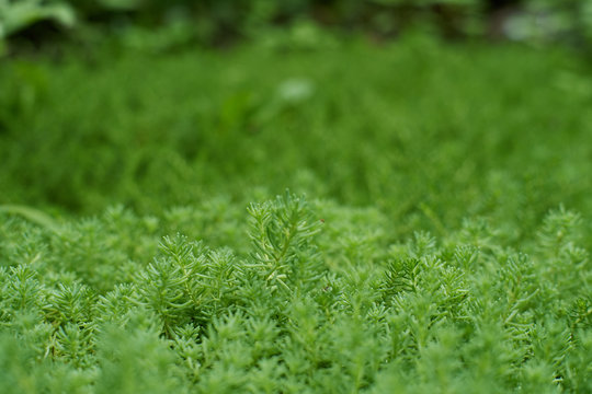 Closeup of decorative grasses lawn, background
