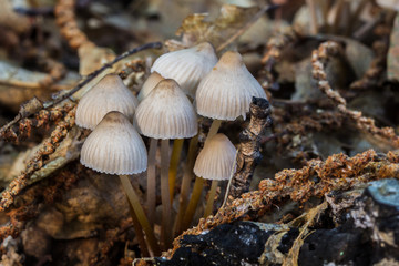 Pequeños hongos del bosque