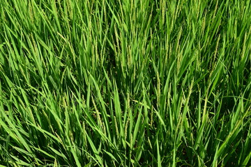 稔り始めた稲穂