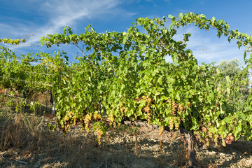 Fototapeta na wymiar Colored grapes in the vineyard in a sunny day