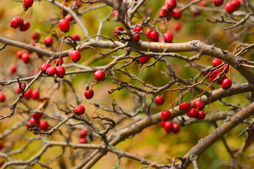 Hawthorn red berries in nature, autumn seasonal vintage background