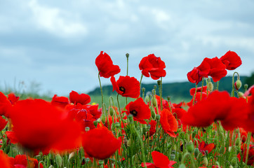 Fototapeta na wymiar Field with red poppies and cloudy sky. Close-up