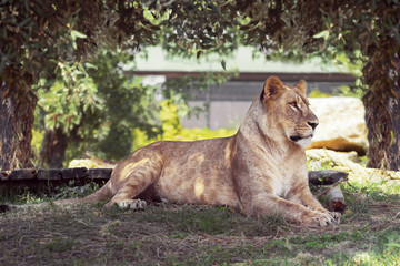 Leonessa Italiana 