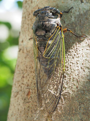 The cicada, Cryptotympana facialis. Bear cicada 