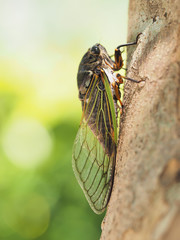 The cicada, Cryptotympana facialis. Bear cicada 