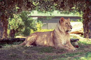Leonessa al Tramanto
