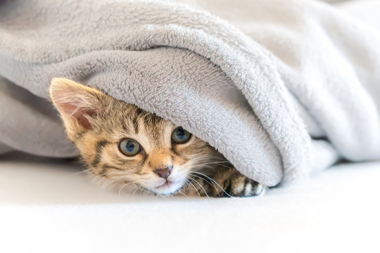 kleine Katze unter Decke