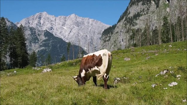Kuh mit Kuhglocke in den Alpen