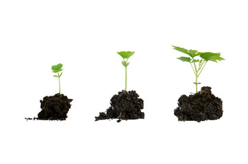 Baby plant on white background