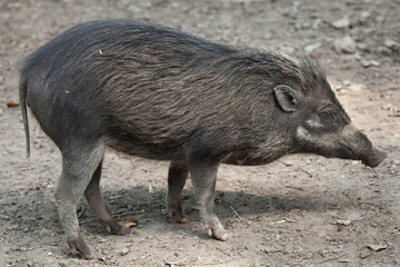 Visayan warty pig (Sus cebifrons).