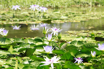 Lotus flowers in pond
