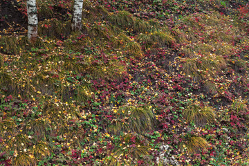 autumn grass (foliage)