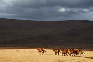 Fototapeta na wymiar Herd of the running horses in the field