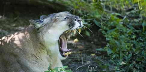 Abwaschbare Fototapete Puma Puma