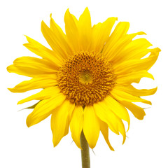 Flower of sunflower isolated on white background